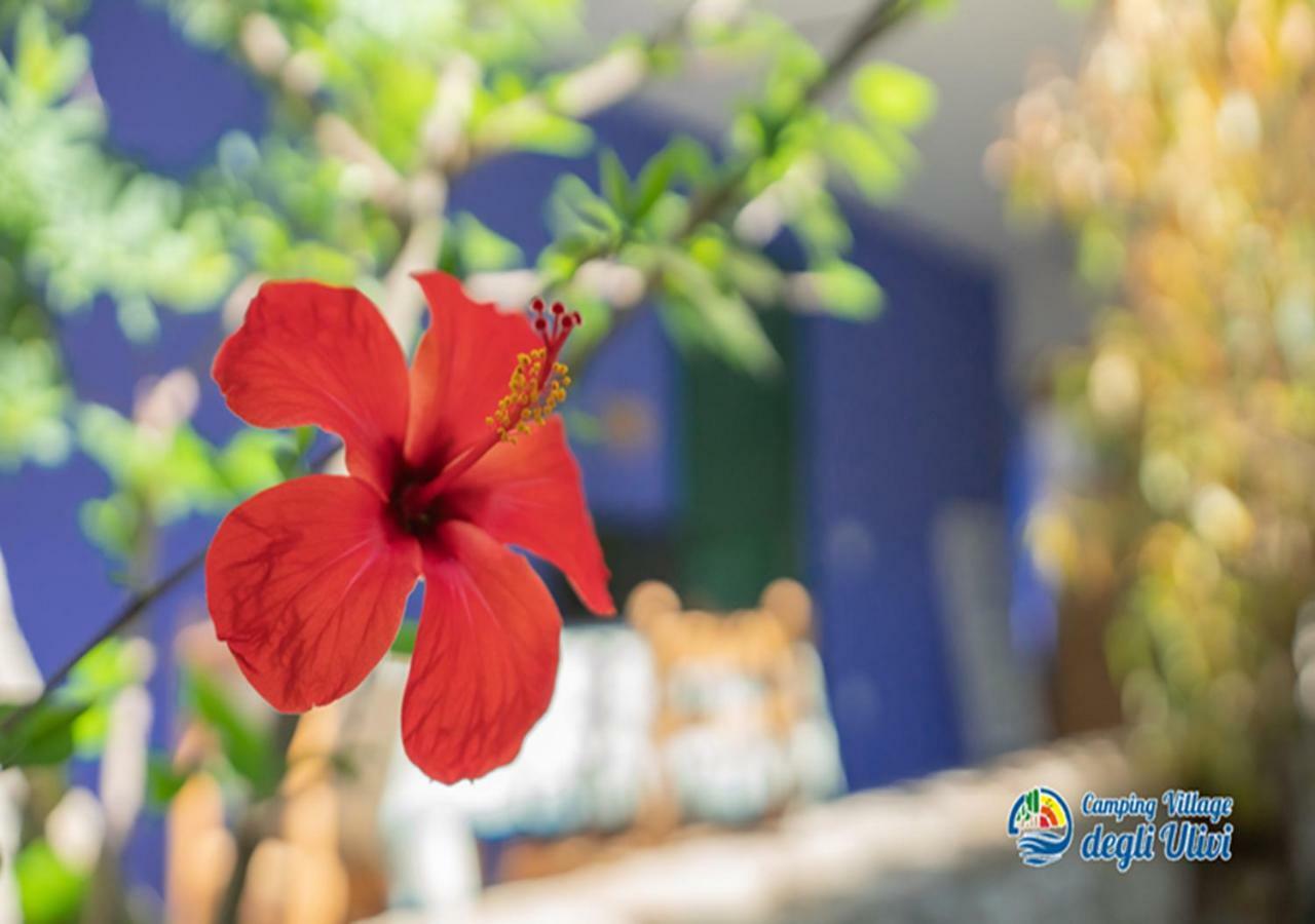 Camping Village Degli Ulivi Mattinata Εξωτερικό φωτογραφία